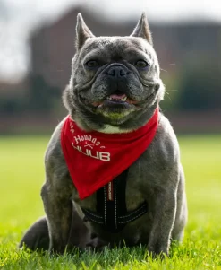 Pet Bandana - Hounds Of HUUB