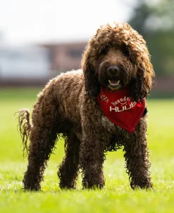 Pet Bandana - Hounds Of HUUB